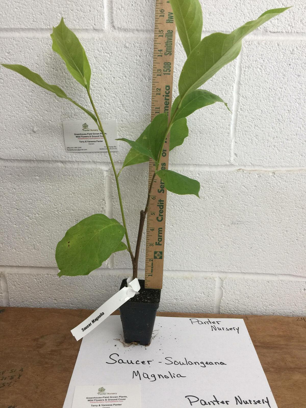Saucer Magnolia (Chinese Magnolia) Tree/Shrub - 6-12" Tall Live Plant - 2.5" Pot - Magnolia x soulangeana - The Nursery Center