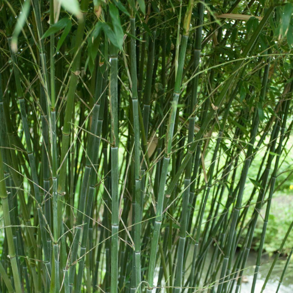 David Bisset Bamboo 1 Gallon Size Live Plant Hardy Phyllostachys