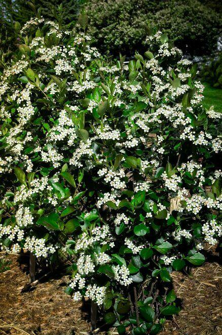 Black Chokeberry Shrub (Aronia Bush) - 18-24" Tall Plant - Aronia melanocarpa - The Nursery Center