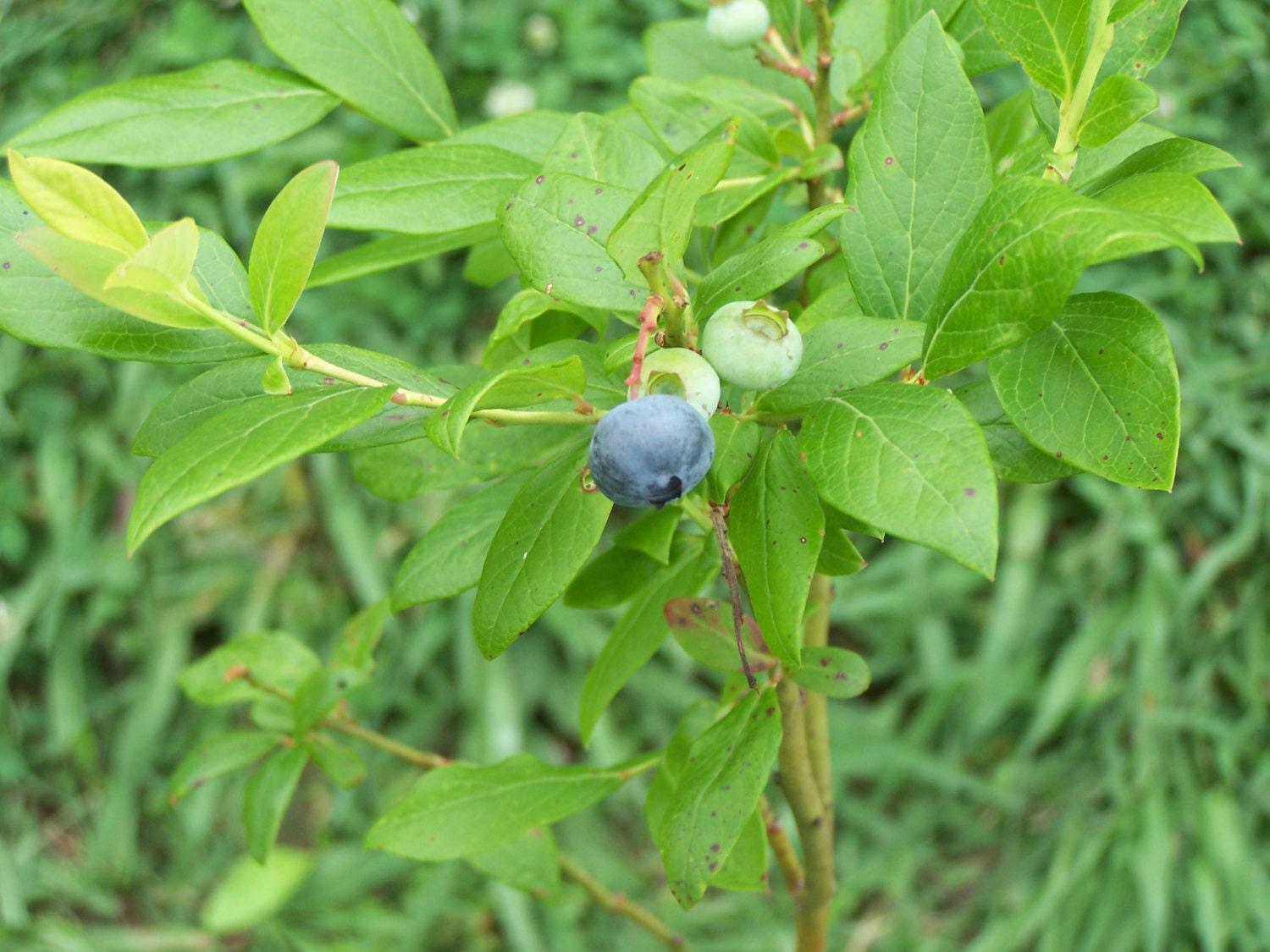 2 Duke Blueberry Bushes/Shrubs - 18-24" Tall - 3 Year Old Live Plants - The Nursery Center