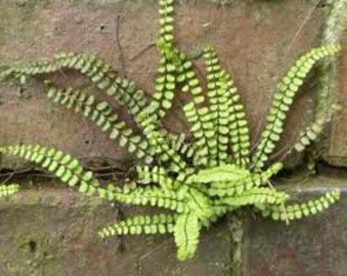 3 Maidenhair Spleenwort Fern Rhizomes/Roots, Live Plants, Asplenium trichomanes - The Nursery Center