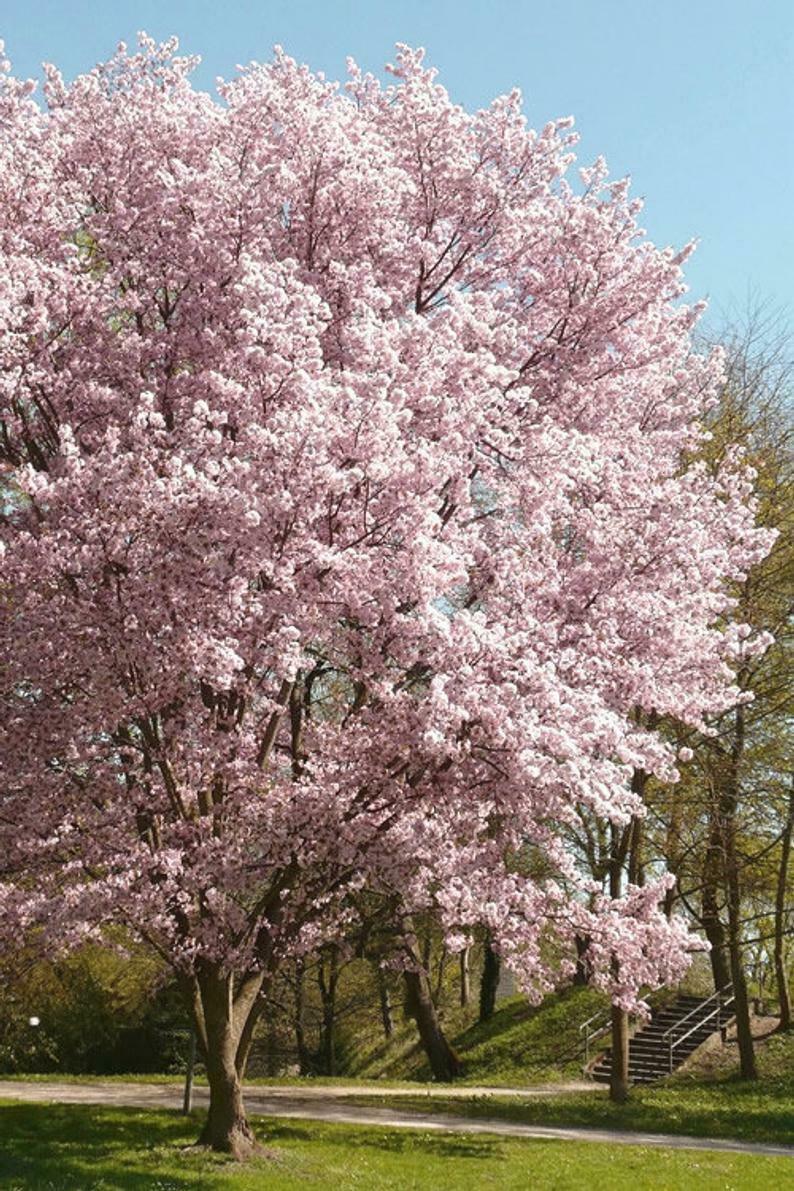 Autumnalis Flowering Cherry Tree - 6-12" Tall Live Plant - 2.5" Pot - The Nursery Center