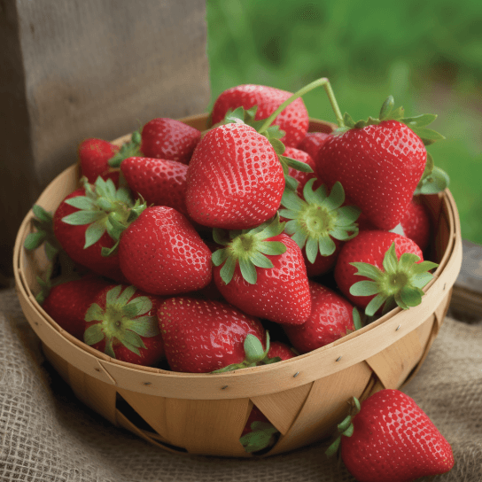 20 Ozark Beauty Strawberry Live Plants, Bare Root - Everbearing - Indoor/Outdoor - The Nursery Center