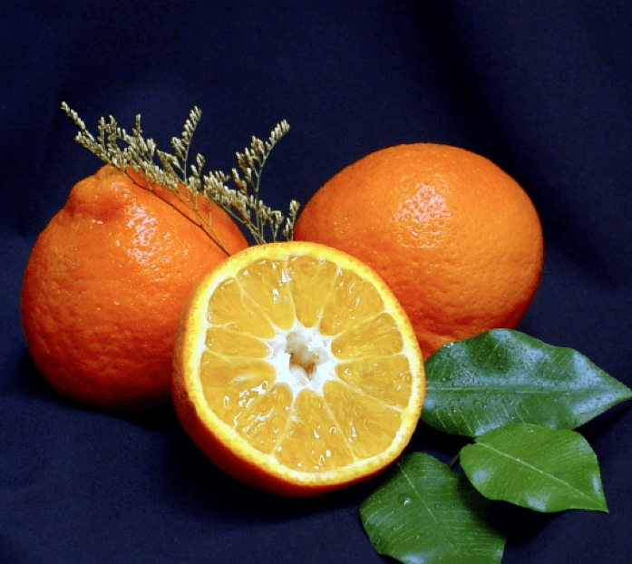 Sugar Belle Orange/Tangerine Tree - 26-30" Live Citrus Plant - Mandarin Hybrid - The Nursery Center