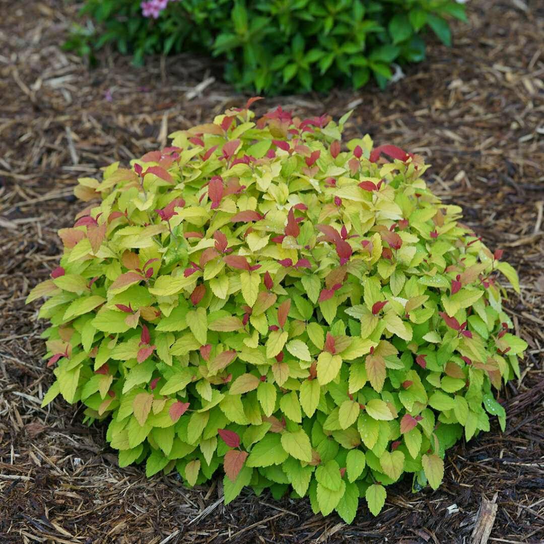 Double Play Candy Corn Spirea Shrub - Live Potted Plant - 4-10" Tall - Quart Pot - The Nursery Center