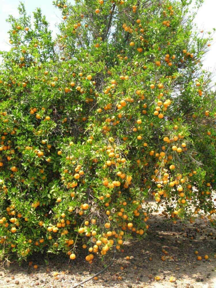 Dwarf Ponkan Mandarin/Tangerine Tree - 26-30" Tall Live Citrus Plant, Gallon Pot - The Nursery Center