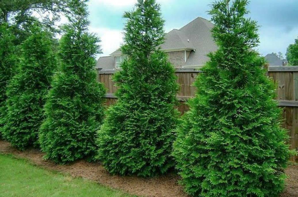 20 Thuja Green Giant Arborvitae Trees/Shrubs/Bushes - 6-12" Tall Seedlings - Live Plants - 2.5" Pots - The Nursery Center