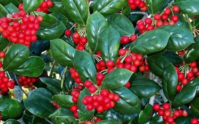 2 Dwarf Burford Holly Shrubs/Hedges - Live Potted Plants - 6-12" Tall - 4" Pot - The Nursery Center