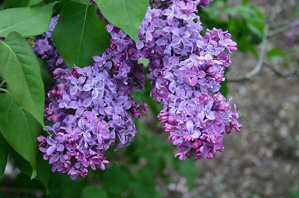 Old Fashioned (Common) Lilac Shrub/Bush - 18-24" Tall Live Plant - Syringa vulgaris - The Nursery Center