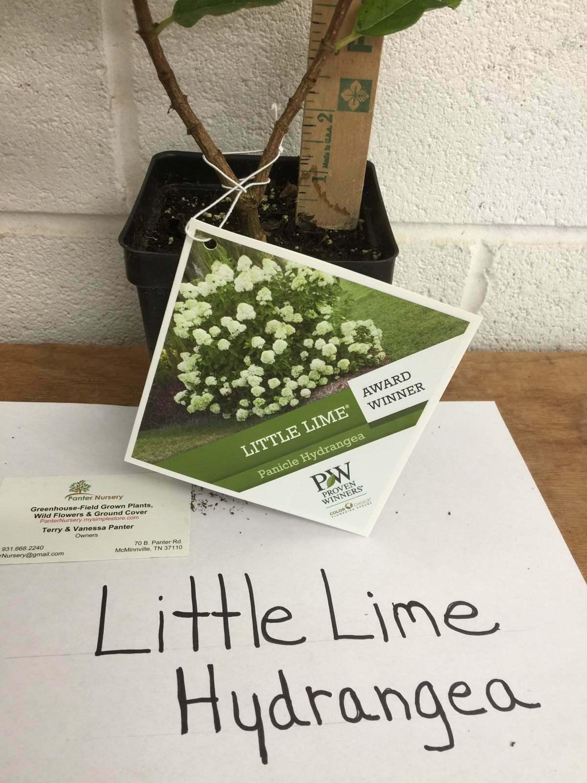Little Lime Panicle Hardy Hydrangea Shrub/Bush - 6-10" Tall Live Plant - Qt. Pot - The Nursery Center
