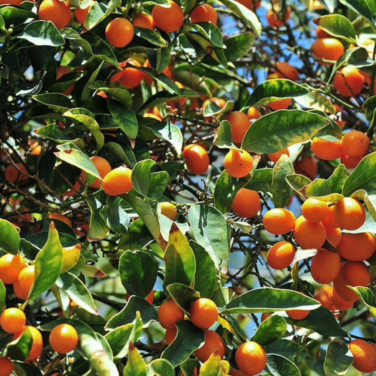 Nagami Kumquat Tree, 12-15" Tall Live Citrus Plant, Potted, Fortunella margarita - The Nursery Center