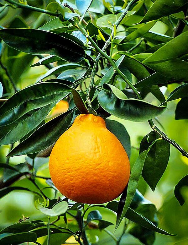 Dwarf Honeybell (Minneola Tangelo) Tree - 26-30" Tall - Live Citrus Plant - Gallon Pot - Grafted - Citrus x tangelo 'Minneola' - The Nursery Center