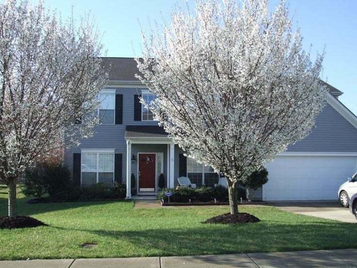 2 Snowgoose Flowering Cherry Trees - 6-14" Tall Live Plants, Potted - 2.5" Pot - The Nursery Center