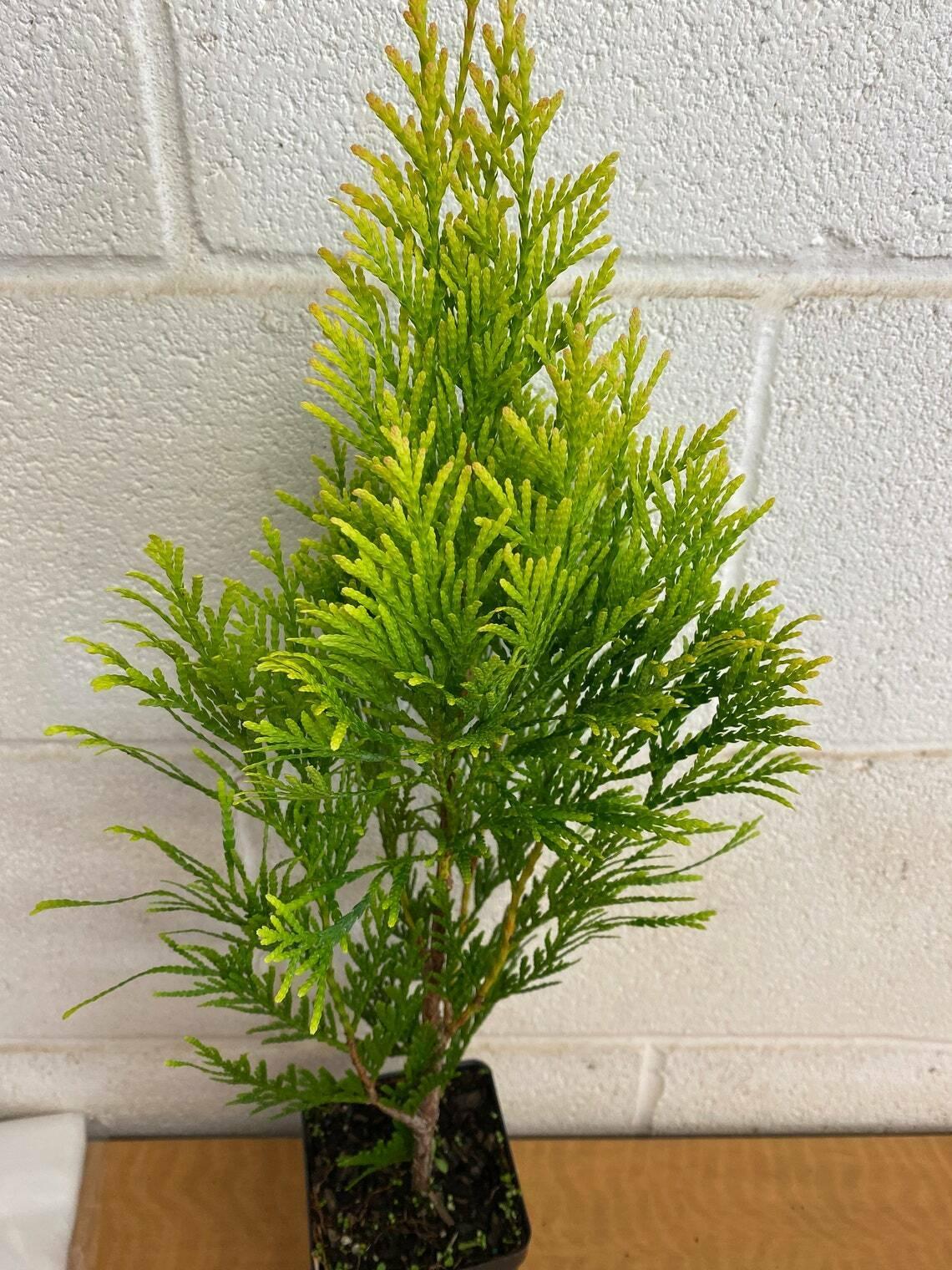 Golden Arborvitae Shrub/Tree - Live Plant - 8-14" Tall Seedling - Quart Pot - The Nursery Center