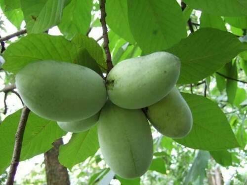 2 Paw Paw Trees - 6-12" Tall - Live Indian Banana Plants - 4" Pots - Asimina triloba - The Nursery Center