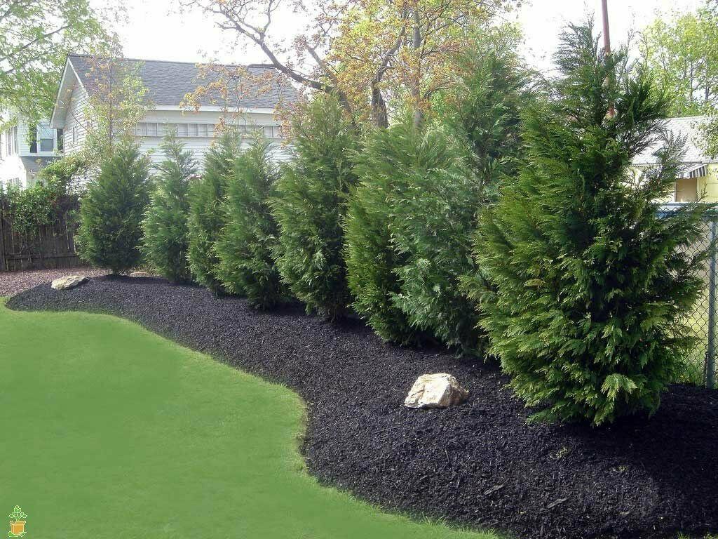 20 Leyland Cypress Trees - 8-14" Tall - 2.5" Pots - Live Plants - Ships Potted - The Nursery Center