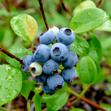 5 Bluejay Northern Highbush Blueberry Bushes - 18-24