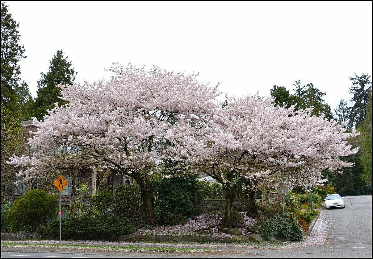 Akebono Flowering Cherry Tree - 6-12" Tall Live Plant - 2.5" Pot - Prunus x yedoensis - The Nursery Center