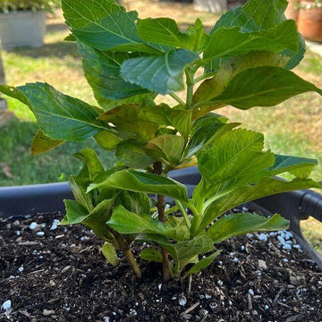 Fasan Hydrangea Shrub/Bush - 8-12