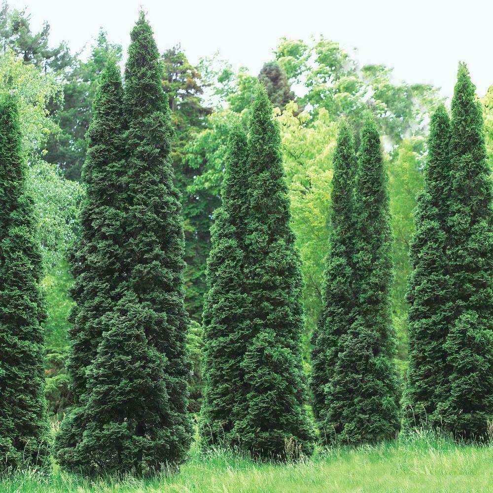 5 Thuja Green Giant Arborvitae Trees/Shrubs - 6-12" Tall Live Plants - 2.5" Pots - The Nursery Center