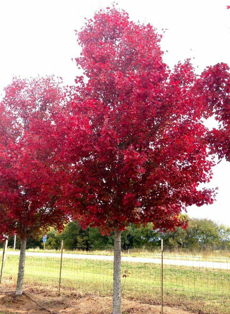 Brandywine Red Maple Tree - Live Plant - 12-24" Tall - Quart Pot - Ships Potted - The Nursery Center