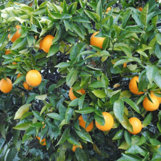 Washington Navel Orange Tree - 26-30" Tall - Live Citrus Plant - 1 Gallon Pot - The Nursery Center