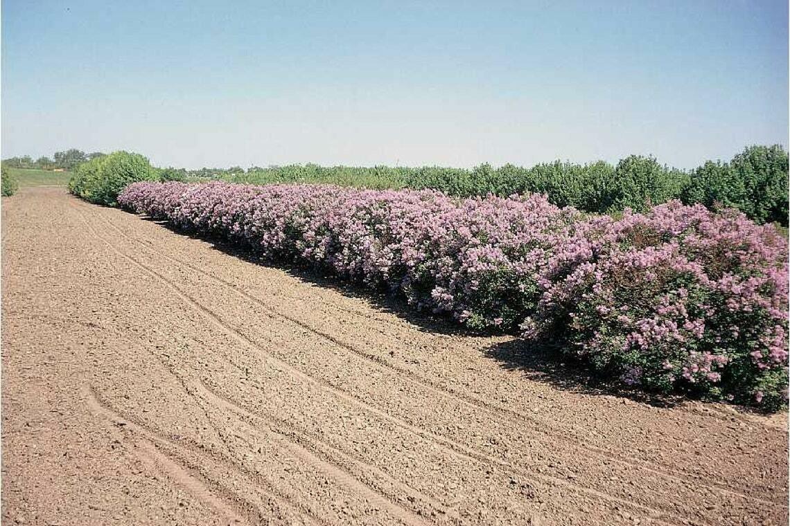 Old Fashioned (Common) Lilac Shrub/Bush - 18-24" Tall Live Plant - Syringa vulgaris - The Nursery Center