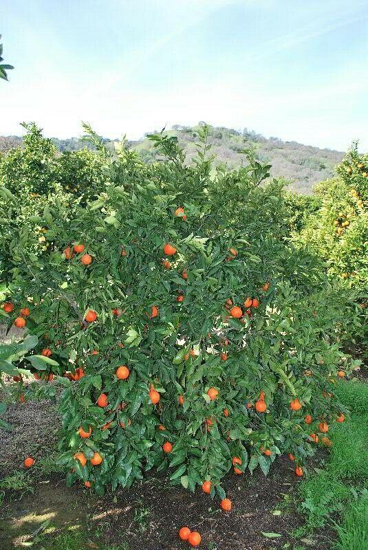 Dwarf Honeybell (Minneola Tangelo) Tree - 26-30" Tall - Live Citrus Plant - Gallon Pot - Grafted - Citrus x tangelo 'Minneola' - The Nursery Center