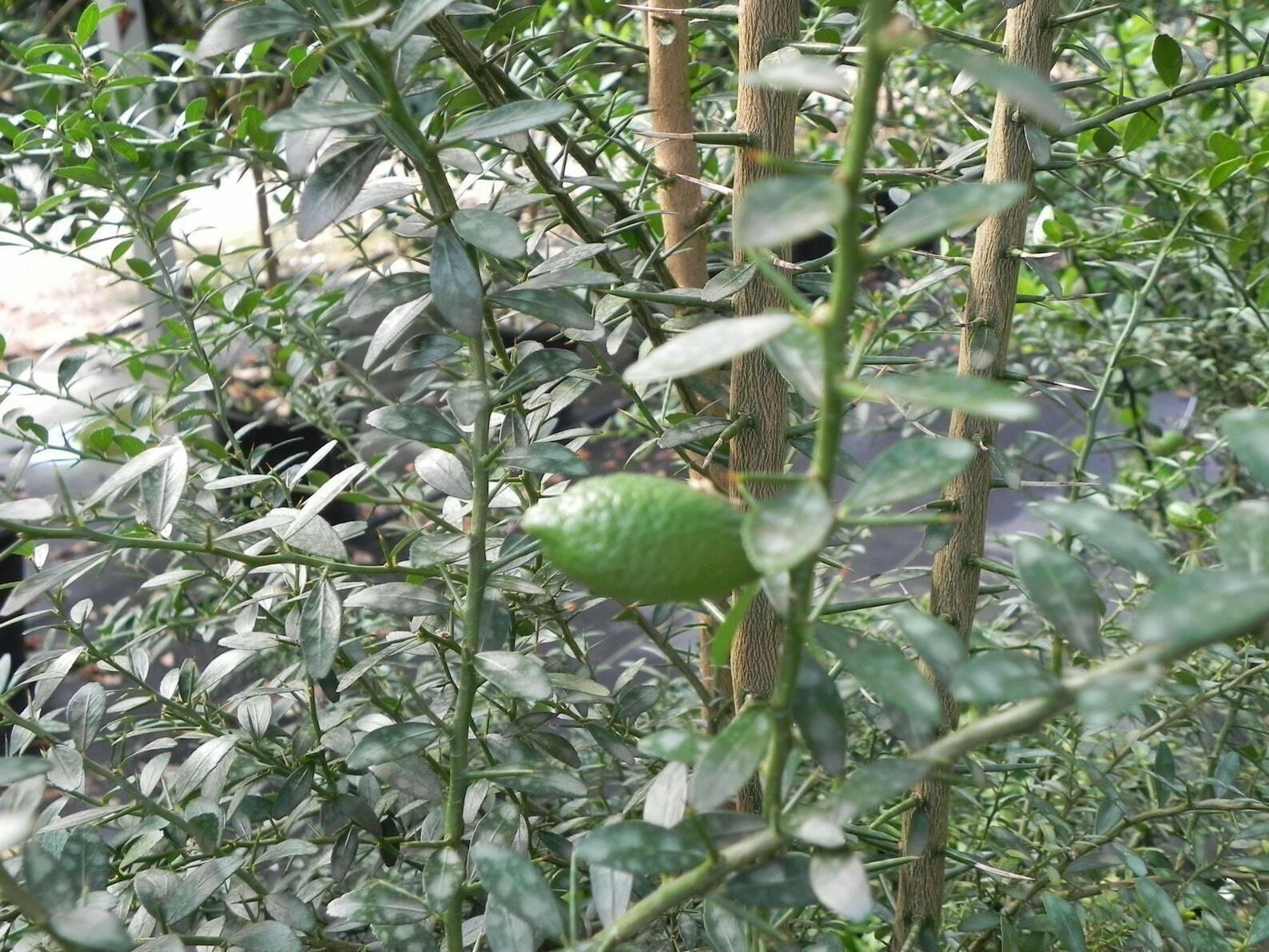 Giant Finger Lime Tree - 28-36"+ Tall - 3 Gallon Pot - Live Plant - Citrus Fruit - The Nursery Center