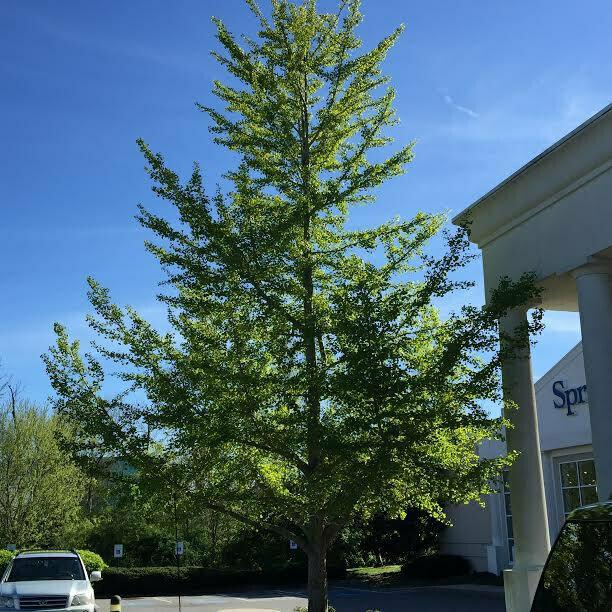 Ginkgo Tree, Maidenhair Tree - 12-18" Tall Live Plant, Quart Pot - Ginkgo biloba - The Nursery Center