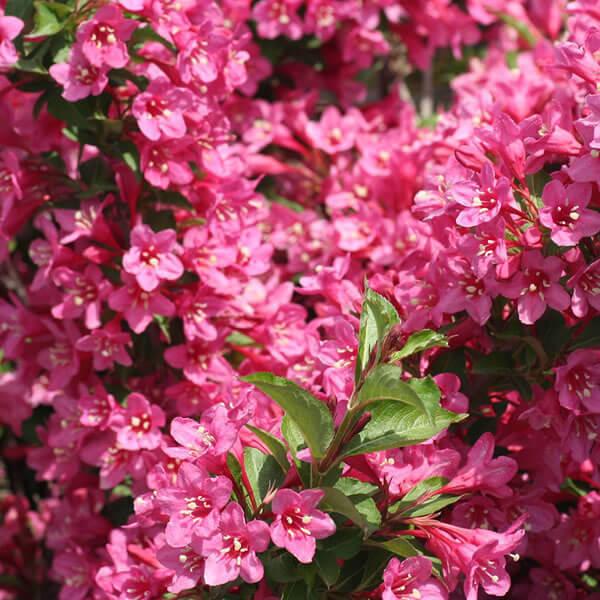 2 Pink Weigela Shrubs/Bushes - 6-12" Tall Live Plants - Seedlings in 4" Pots - The Nursery Center