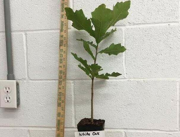 2 White Oak Trees - Live Potted Plants - 12-18" Tall Seedlings - 4" Pots - The Nursery Center