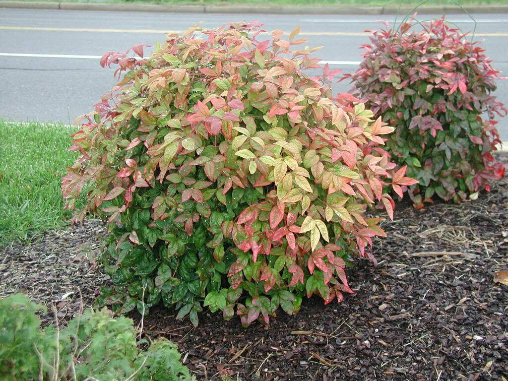 5 Dwarf Nandina Firepower Shrubs - Heavenly Bamboo Bushes - 4-10" Tall Live Plants - 2" Pots - The Nursery Center