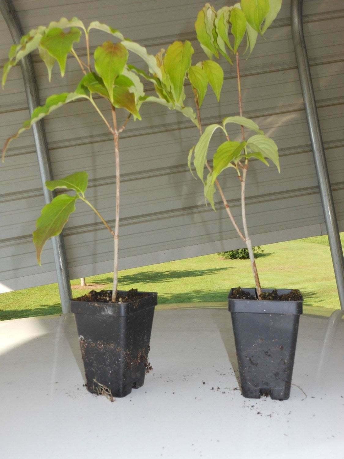Kousa Japanese Dogwood Tree - 12-18" Tall Live Plant - Quart Pot - Cornus kousa - The Nursery Center