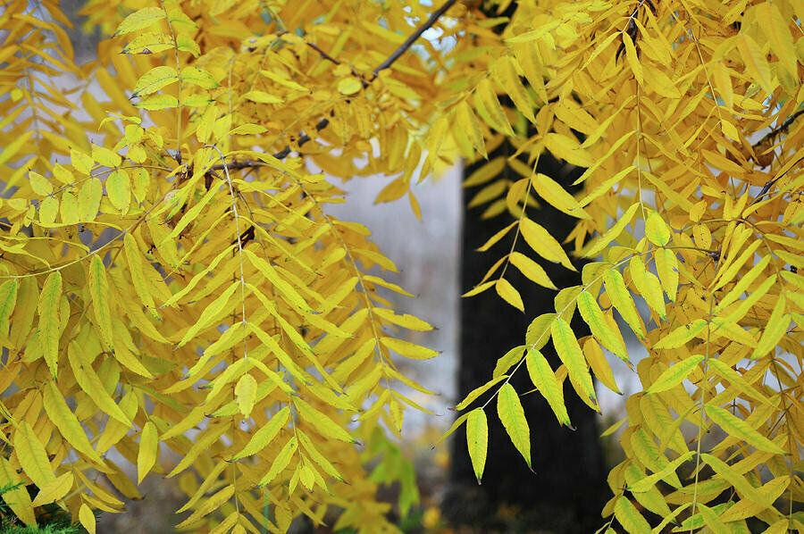 Black Walnut Tree - Live Plant - 12-18" Tall Seedling - Juglans nigra - The Nursery Center