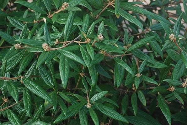 2 Pragense Viburnum, Semi-Evergreen Shrubs - 6-12" Tall Live Plants - 2.5" Pot - The Nursery Center