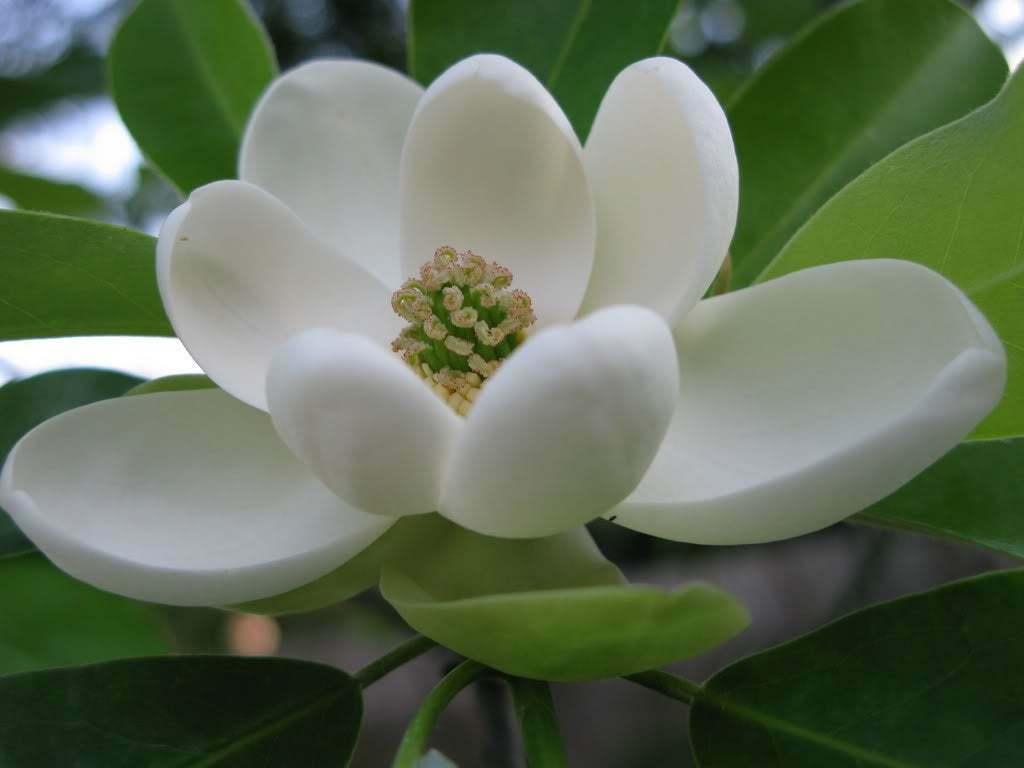 2 Sweetbay Magnolia Trees - Live Plants - 6-8" Tall - 4" Pots - Ships Potted - The Nursery Center