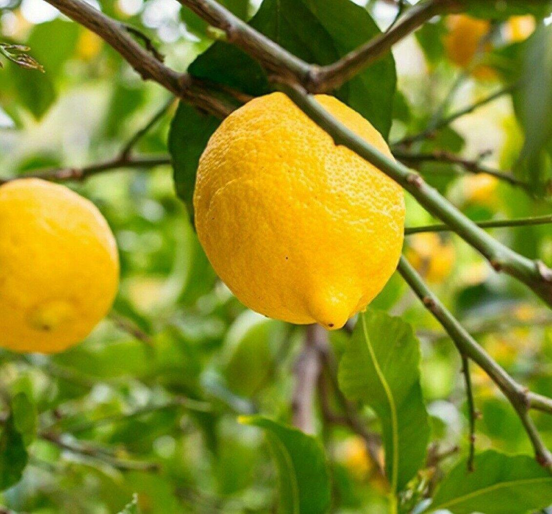 Bearss Lemon Tree - 24-36" Tall - Live Citrus Plant - Gallon Pot - Grafted - The Nursery Center
