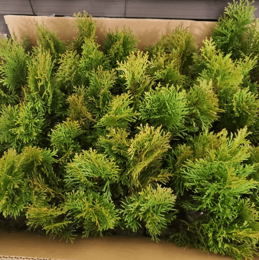 25 Emerald Green Arborvitae Trees/Shrubs - 6-12" Tall Live Plants - 2.5" Pots - The Nursery Center