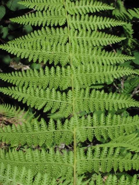 20 Hay Scented Fern Clumps of 10-12 Rhizomes - Dennstaedtia punctilobula - The Nursery Center