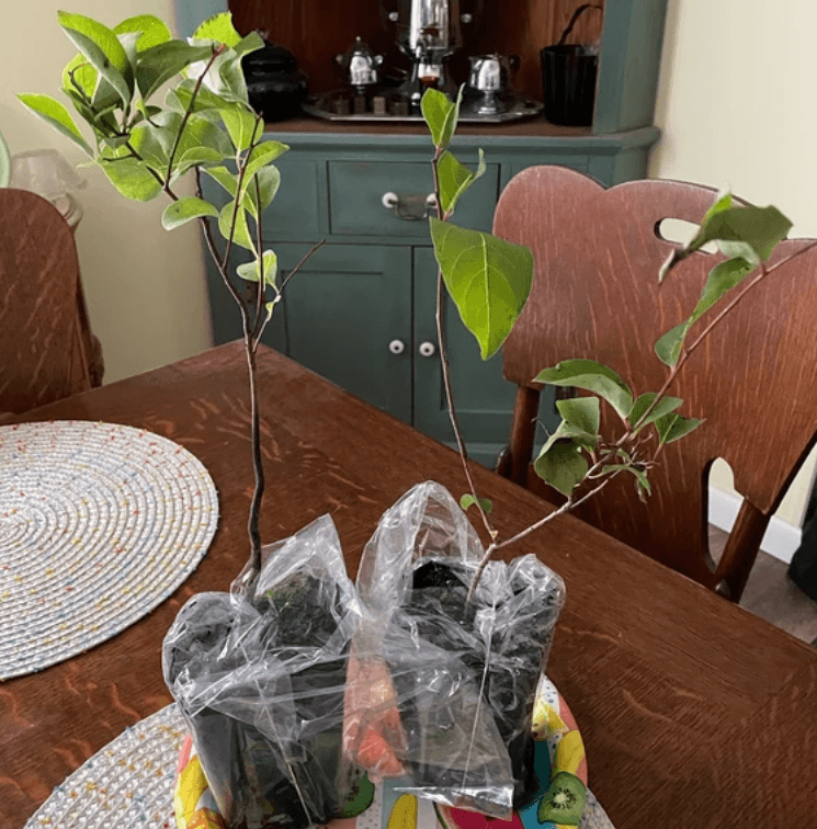 2 American Persimmon Trees - 8-12" Tall Live Potted Plants, Diospyros virginiana - The Nursery Center