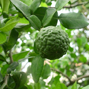 Thai Lime Tree, Kaffir/Makrut Lime - 2-4