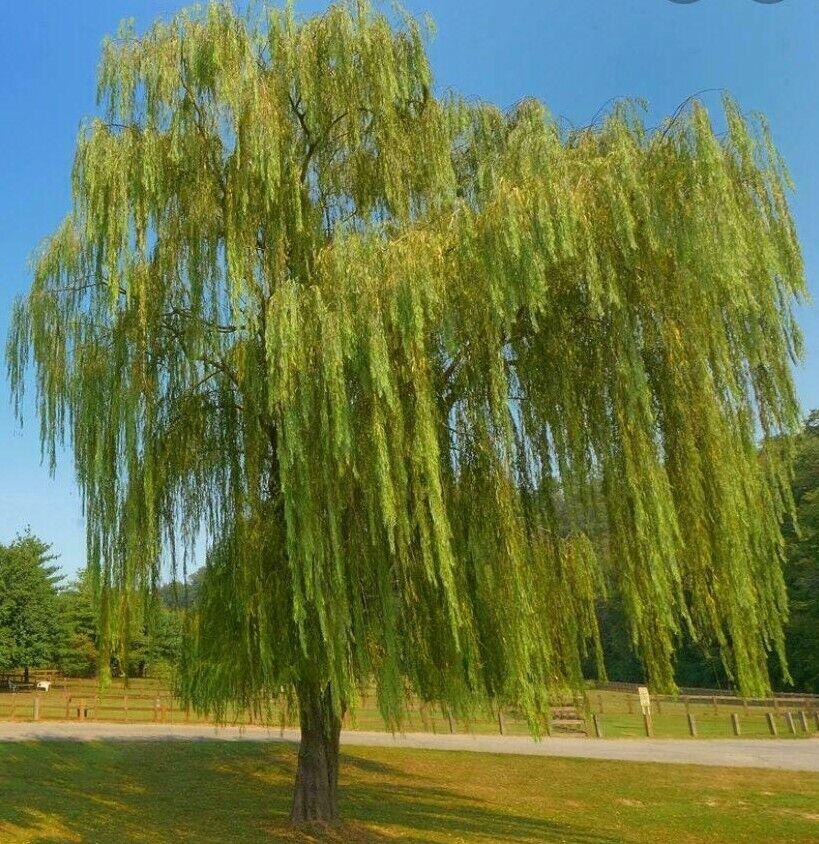 Weeping Willow Tree - 24-36" Tall - Live Plant - Bareroot - Salix babylonica - The Nursery Center