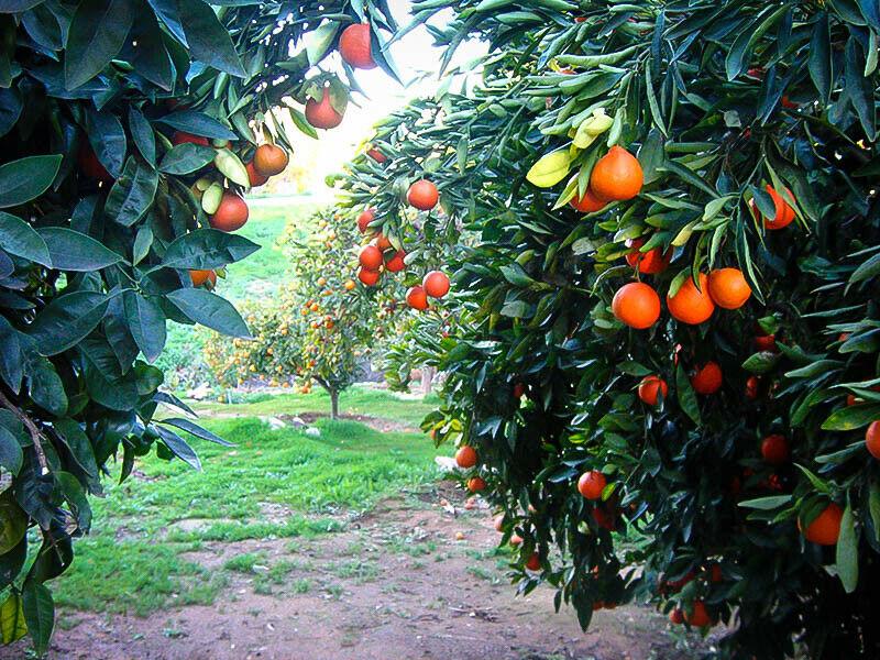 Dwarf Honeybell (Minneola Tangelo) Tree - 26-30" Tall - Live Citrus Plant - Gallon Pot - Grafted - Citrus x tangelo 'Minneola' - The Nursery Center