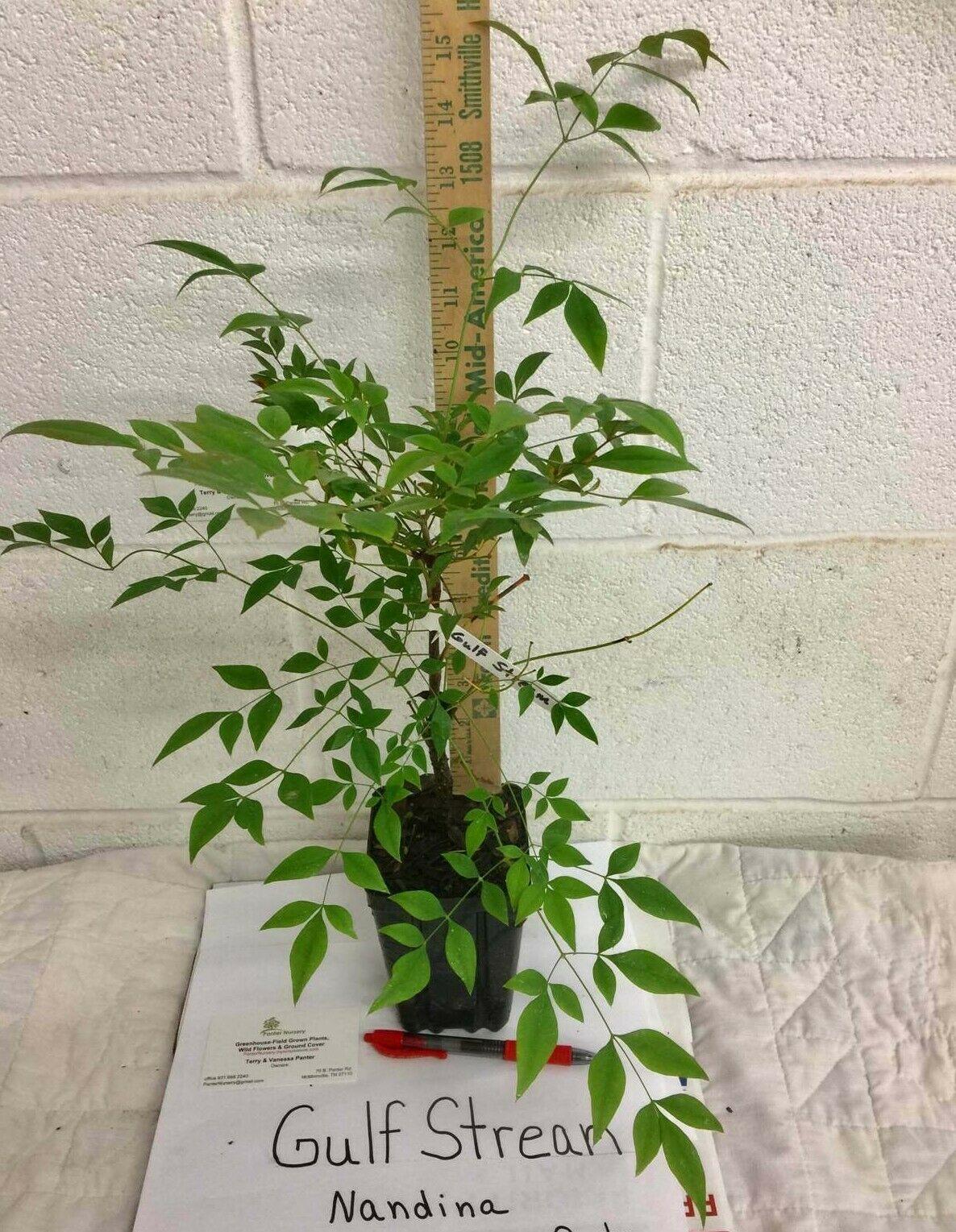 2 Gulf Stream Nandina domestica Shrubs - Live Plants - 6-12" Tall - Quart Pots - The Nursery Center
