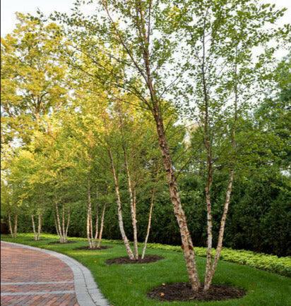 2 River Birch Multi-Stem Trees - 12-18" Tall - Quart Pots - Live Plants - Betula nigra - The Nursery Center