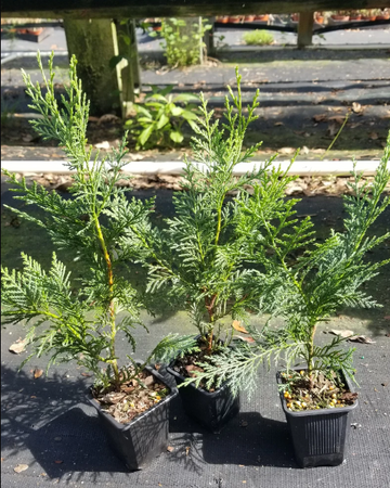 10 Murray Cypress Trees - 10-14" Tall - 2.5" Pots - Live Plants, Christmas Trees