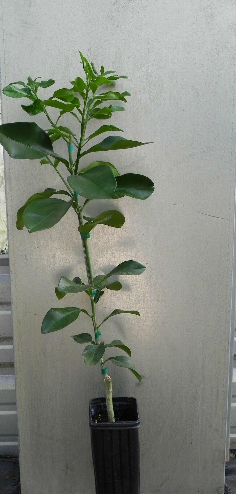 Dwarf Hirado Pink Pummelo Tree - 26-30" Tall - Live Citrus Plant - 1 Gallon Pot - The Nursery Center