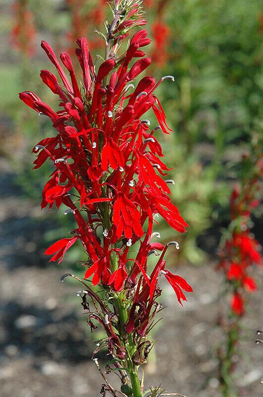 5 Red Cardinal Flower Roots/Root Systems - Lobelia cardinalis - The Nursery Center