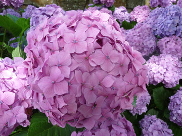 Goliath Hydrangea Shrub/Bush - 8-12